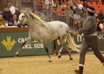 W RAPARIGO VAR, DE ANGUAS MEDINA, ORO EN POTROS DE 3 A